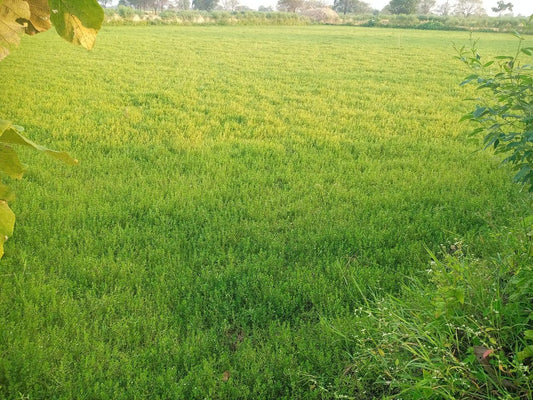 From Our Farm to Your Homes – Pure Ayurveda Products